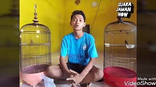 Cara menaikkan birahi burung kolibri ninja  perawatan harian kolibri ninja agar gacor ngobra [upl. by Bork]