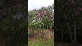 As Maracanã vieram fazer uma visita aqui no sítio🦜🦜 [upl. by Annice]