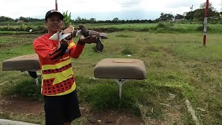 LATIHAN PENDEK PEYIKAN MERPATI RING PELANGI [upl. by Gladstone694]