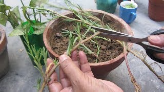 How to Grow Portulaca from Cuttings  Moss Rose [upl. by Niltyak974]