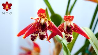 Grow the coconut Orchid in your home 🥥🌴🍹 Maxillaria tenuifolia Orchid Care Tips [upl. by Housen]