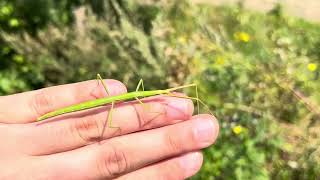 Gallische Wandelende Tak  French Stick Insect Clonopsis gallica  02082024 Limburg NL [upl. by Heathcote]