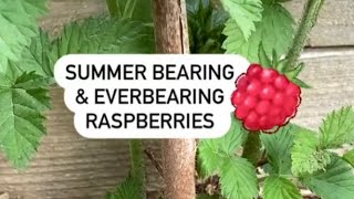 Summer and Everbearing Raspberry Canes shorts [upl. by Vaules]