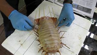 Giant Isopod Making a display specimen [upl. by Chita232]