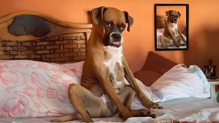 You should have a DOG  Funniest dog videos ever [upl. by Nomolos]