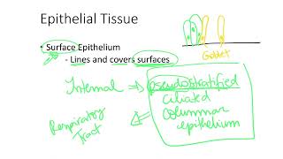 Dr Benaduce Surface Epithelium Examples Tissues Lecture [upl. by Atal131]