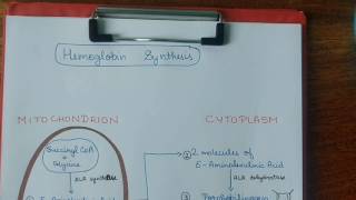 Hemoglobin synthesis  Biochemistry  handwritten notes [upl. by Luca]