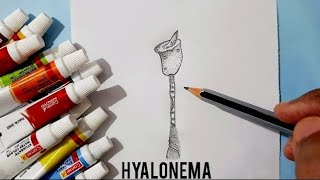 How to draw a Hyalonema easy way step by stepvideo [upl. by Laird]