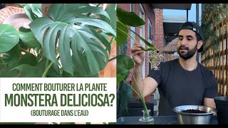 Comment bouturer la plante Monstera deliciosa Conseils pour un bouturage TRÈS FACILE dans leau [upl. by Valora]