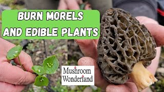 Burn Morels and Edible Plants [upl. by Philan]