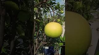 জাম্বুরা ফল  Grapefruit Garden  shorts fruit gardening video viralvideo [upl. by Nageam779]