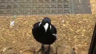 AUSTRALIAN WILDLIFE MAGPIE vs CURRAWONG [upl. by Nerland794]