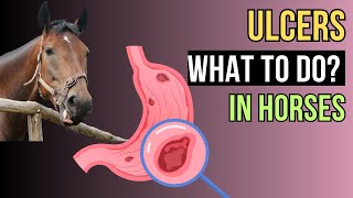 Gastric Ulcers in HORSES  A Comprehensive Guide [upl. by Neumann]