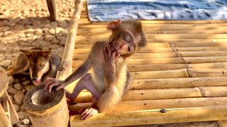 Super cute monkey BiBi falls asleep waiting for his dad to bathe him [upl. by Otrebogad]