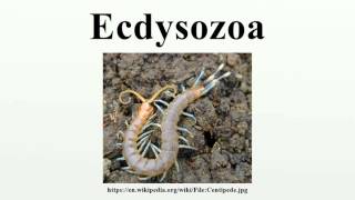 Ecdysozoa [upl. by Annohsal]