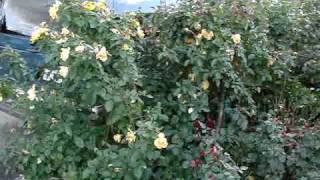 How to Prune a Floribunda Rose [upl. by Oderfigis]