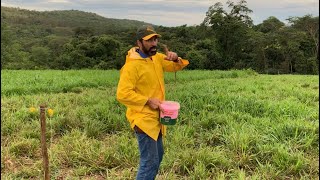 FABRÃCIO E O JEITO EFICIENTE DE JOGAR UREIA NOS PIQUETES USANDO SÃ“ AS MÃƒOS ðŸ‘‹ðŸ„ðŸ” [upl. by Nerval]