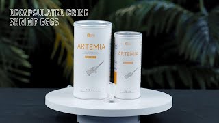 How To Hatch Brine Shrimp Egg  How To Make Low Cost💵 Hatchery  Romans World  Just Betta BD [upl. by Ellerrehs13]