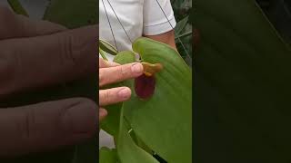 Pleurothallis gargantua Das Pleurothallis gigantes é a que tem a flor maior [upl. by Darleen]