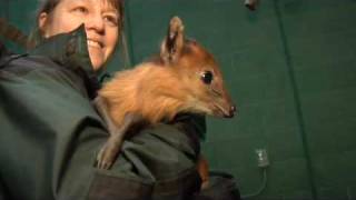 Baby Duiker At The Oegon Zoo [upl. by Siari892]