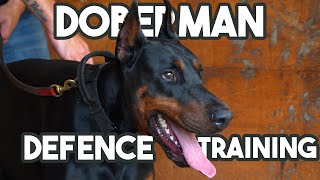 How to train a Doberman Protection [upl. by Nnairek]