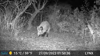 Fototrampeo Un gran paso de fauna jabali casi rompe la camara [upl. by Asilla]