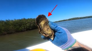 How to Harvest you own WILD Oysters and SAVE a Ton of MONEY [upl. by Nessie]