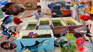 All My Fishes in One Video 🦈 Fish Room Tour 20 🐠  Vijay Vlogs [upl. by Aneleiram]