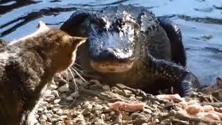 Alligators OWNED by Cats Compilation [upl. by Yalc445]