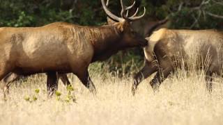 Rutting Bull Elk Smells and Tastes his Cows [upl. by Lemaj]