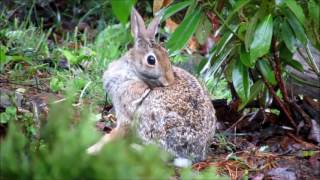 Eastern Cottontail Rabbit [upl. by Tinor727]