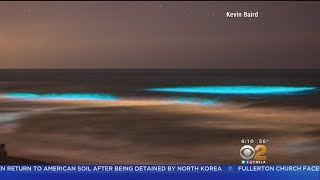 Algae Bloom Causing SoCal Nighttime Surf To Glow Blue [upl. by Egnalos315]