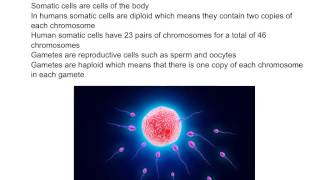 Somatic Cells vs Gametic Cells [upl. by Eniluap177]