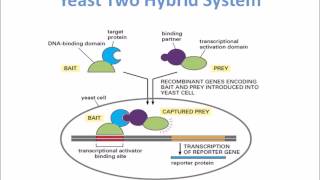 Yeast Two Hybrid System for Protein Protein Interaction Studies [upl. by Ahsenac689]