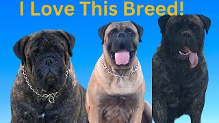 BullMastiffs Bullmastiffs BullMastiffs [upl. by Metah]