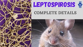 LEPTOSPIROSIS Simplified [upl. by Zebadiah]