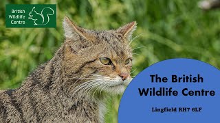 The British Wildlife Centre  Lingfield Surrey [upl. by Harutek]