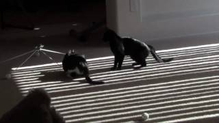 CAT FETCHES BALL [upl. by Desireah]