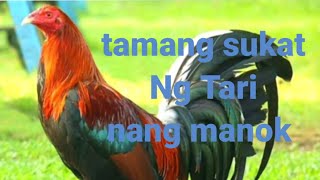 tutorial sa tamang sukat Ng Tari sa paa Ng manok panabong [upl. by Odraleba]