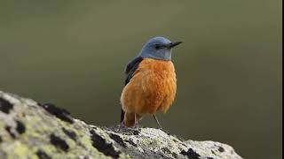 Male of Rufoustailed rock thrush Monticola saxatilis [upl. by Dualc]