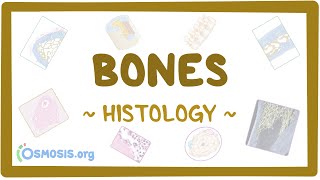 Bones Histology [upl. by Harat]