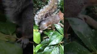 Squirrel branching out  SquirrelDiaries❤️ 🐿 🥰 🤩 😀 [upl. by Anairdna262]