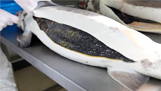 How Sturgeon Caviar Is Farmed and Processed  How it made Caviar  Sturgeon Caviar Farm [upl. by Semadar]