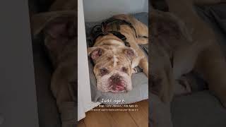 Our AdoptABulls ❤ adopt rescue englishbulldog frenchbulldog frenchie [upl. by Eidas]