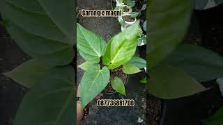 Hybrid garong x magni shortvideo plants kolektortanamanhias viralvideo garden hybrid hits [upl. by Chlori537]