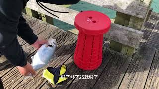 Cornwallis Wharf NZ 难以置信10分钟两条鱼获【NZ Lucy Vlog 56】 [upl. by Htabmas665]