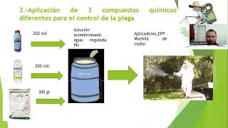 Evaluación De 3 Compuestos Químicos Para Control De Araña Roja Tetranychus Urticae En Zarzamora Rubu [upl. by Aleacim804]