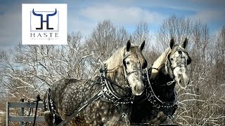 SNEAK PEAK  Dapple Grey Percheron Gelding Team FULL VIDEO COMING SOON  STAY TUNED [upl. by Linn]