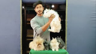 New Entries 😍  Teddy bear dwarf  Fancy Rabbit Farming  Daily vlog  Aftab Ahmad [upl. by Nirrad]