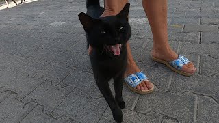 Angry black cat meows aggressively and doesnt let me pet her [upl. by Nade]